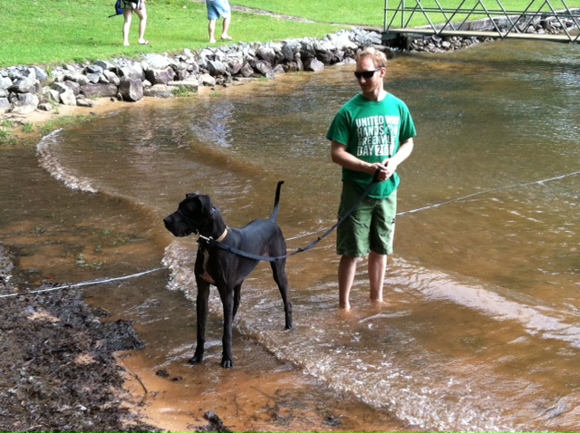 Great Dane Gracie Loves the Water
