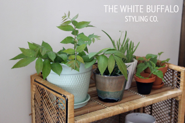 THE-WHITE-BUFFALO-PLANT-STAND